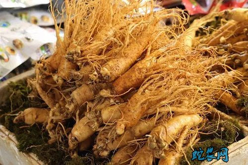 人参的功效图片7