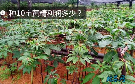 种10亩黄精利润多少图1