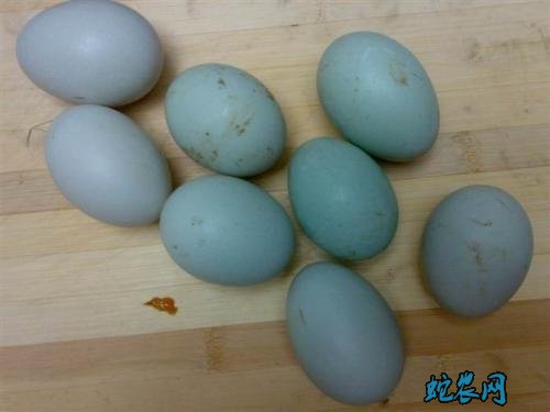 2020年7月14日绿壳鸭蛋价格行情、今日绿壳鸭蛋多少钱一斤?