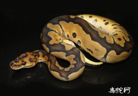 球蟒批发、批发球蟒会怎样?