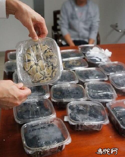 球蟒批发、批发球蟒会怎样?