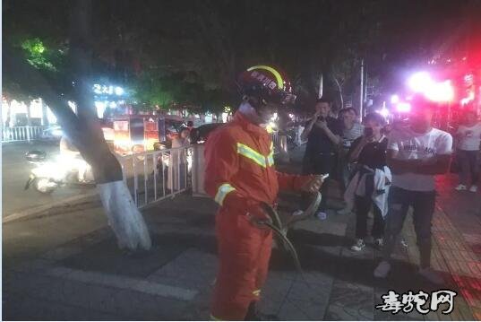 广安“蛇出没”频繁居民要小心！消防警察抓蛇忙不过来！