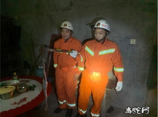 广安“蛇出没”频繁居民要小心!消防警察抓蛇忙不过来!