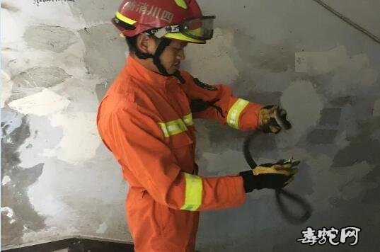 广安“蛇出没”频繁居民要小心!消防警察抓蛇忙不过来!