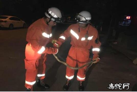 广安“蛇出没”频繁居民要小心!消防警察抓蛇忙不过来!