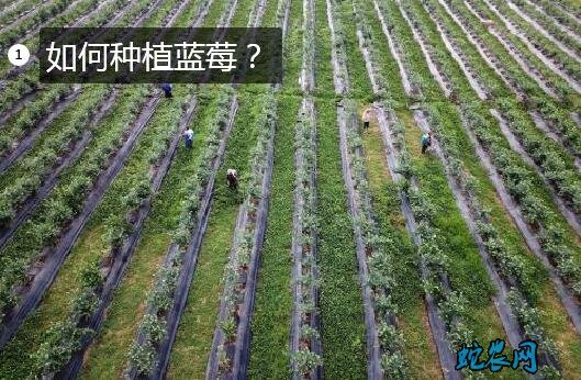 如何种植蓝莓图片1