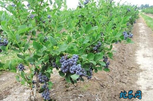 如何种植蓝莓图片2