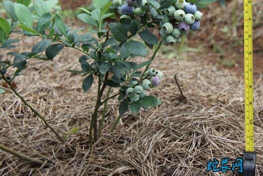 如何种植蓝莓图片4