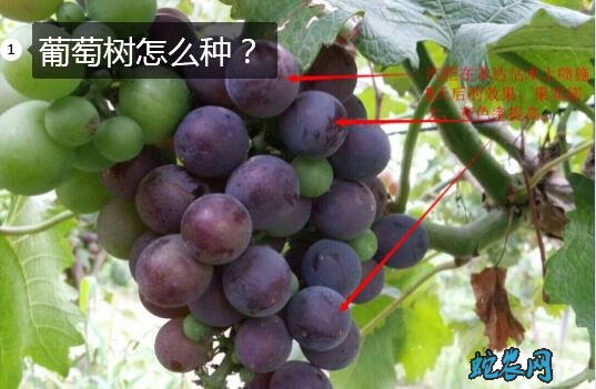 葡萄树怎么种图片1