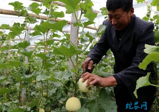 大棚甜瓜的种植与管理图片7