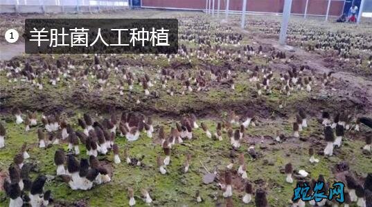 羊肚菌人工种植图片1