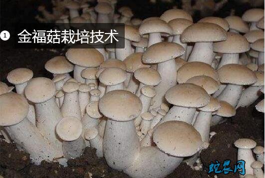 蘑菇的种植方法图片1