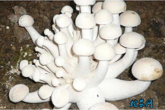 蘑菇的种植方法图片3