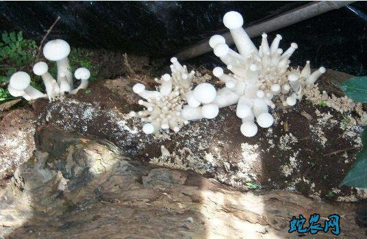 蘑菇的种植方法图片5