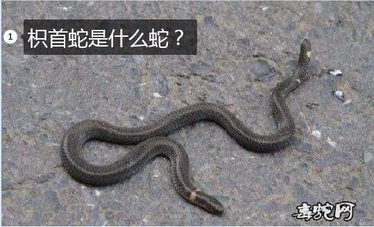 枳首蛇是什么蛇图片1