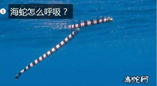 海蛇怎么呼吸图片1