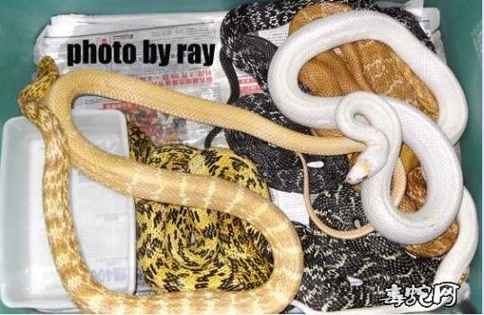 白化棕黑锦蛇图片4