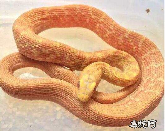 白化棕黑锦蛇图片5