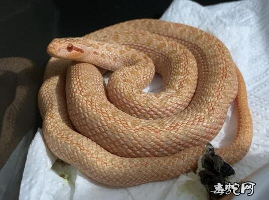 白化棕黑锦蛇图片6