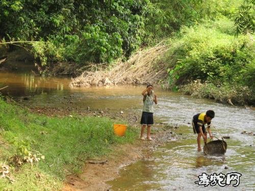 泥蛇的分布范围图