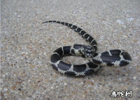 黑王蛇和美东王蛇的区别图片1