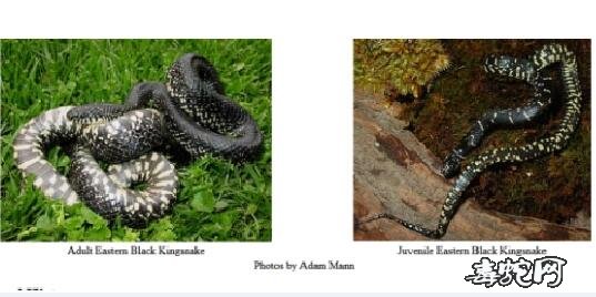 黑王蛇和美东王蛇的区别图片4