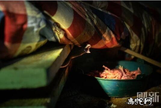 “禁养”风暴中的养蛇人图14