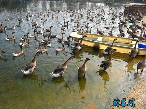 2020年7月19日马冈鹅价格行情、今日马冈肉鹅多少钱一斤?