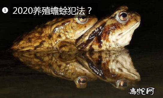 2020养殖蟾蜍犯法图片