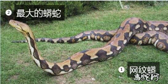 最大的宠物蛇图片