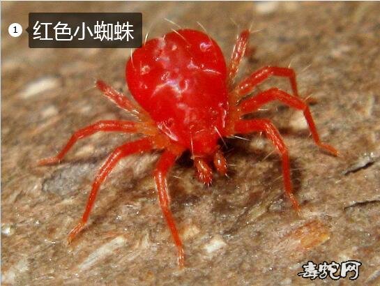 红色小蜘蛛特别小的红色的小蜘蛛是什么有毒吗