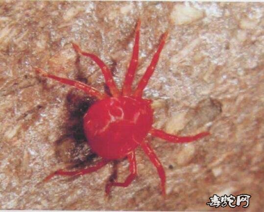 红色小蜘蛛图片4