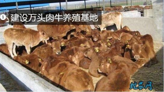 建设万头肉牛养殖基地图片