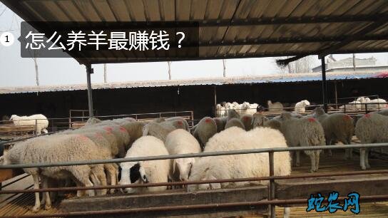 怎么养羊最赚钱图片
