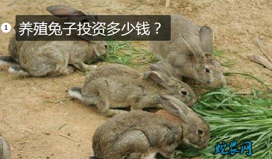 养殖兔子投资多少钱?