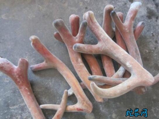 鹿茸价格表图片13