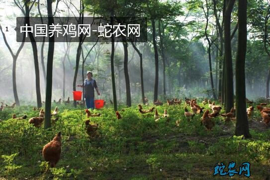 中国养鸡网官网图片1