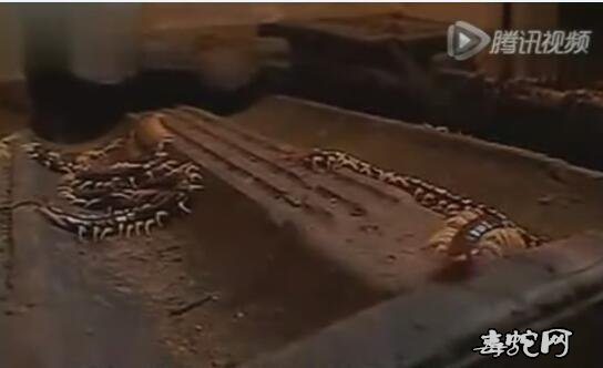 蜈蚣养殖技术视频截图