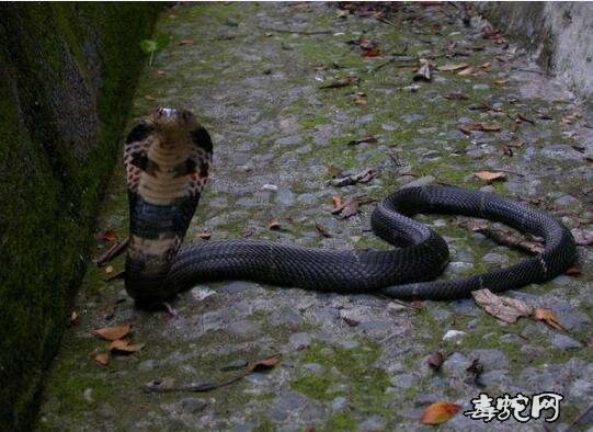 广东惠州一村民半夜家毒蛇出没！惠州市119调派出警抓大大条眼镜蛇！