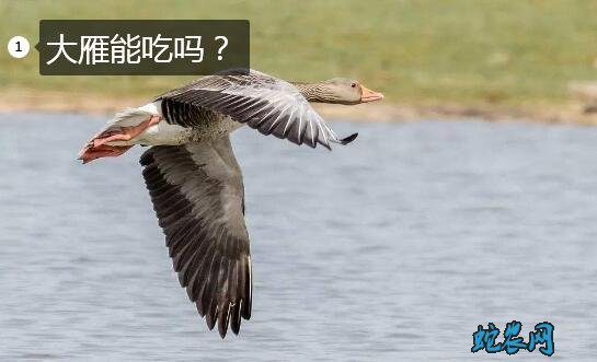 大雁能吃吗?2020疫情后大雁还能养殖食用吗?