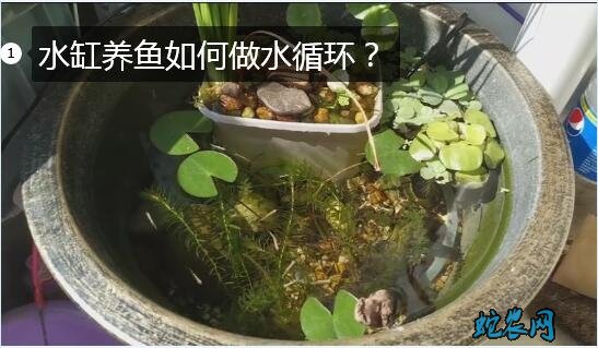 水缸养鱼如何做水循环图