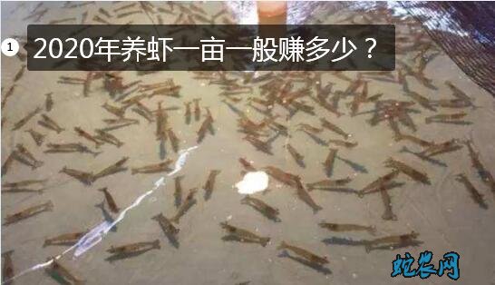养虾图片