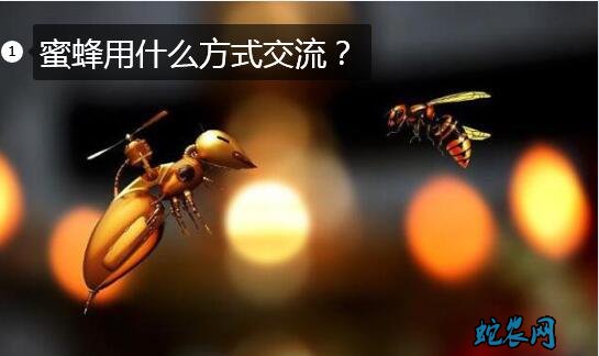 蜜蜂是通过什么方式进行交流的图片