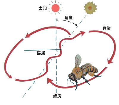 蜜蜂是通过什么方式进行交流的图片