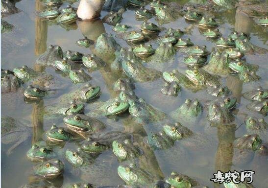 牛蛙养殖场图片