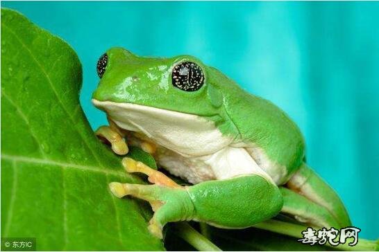 青蛙肢图片