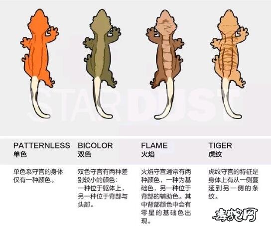 睫角守宫价格睫角守宫多少钱一只