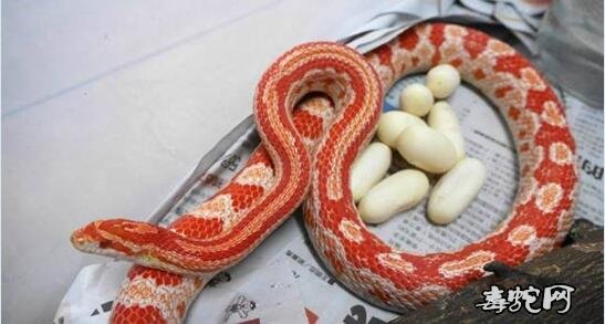 宠物蛇市场图片