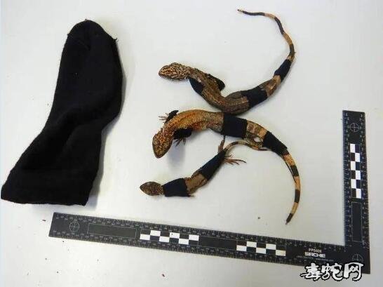 电饭锅藏大批蜥蜴！潍州华人非法藏运大批蜥蜴到中国被抓！