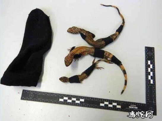 电饭锅藏大批蜥蜴!潍州华人非法藏运大批蜥蜴到中国被抓!
